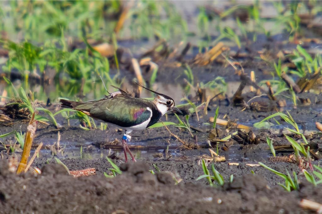 China Times / China Times News Online